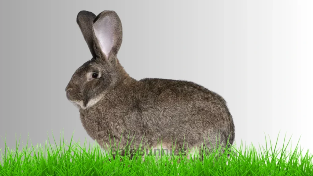 Flemish Giant Rabbits