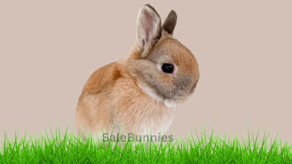 Netherland Dwarf Rabbit for Sale Near Me