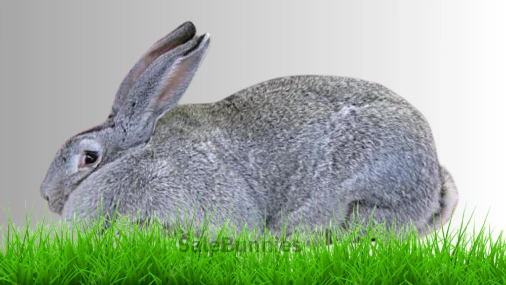 Steel gray Flemish Giants-rabbit