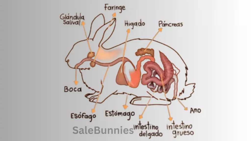 The Rabbit Digestive System