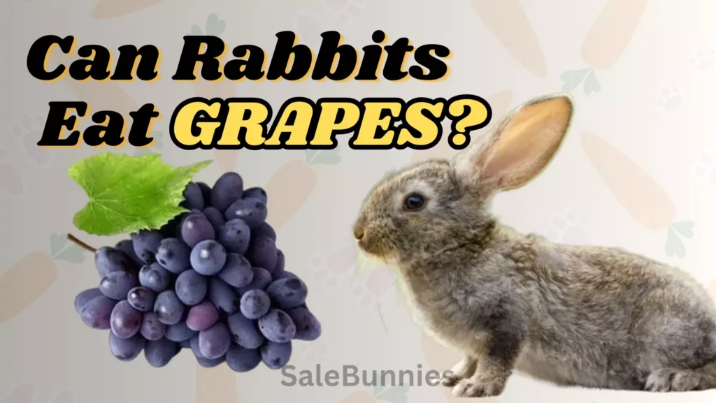 CAN RABBITS EAT GRAPES?