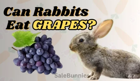 CAN RABBITS EAT GRAPES?