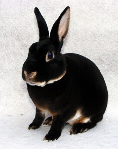 5-month-old Mini Rex Rabbit for Sale
