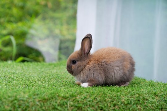 Netherland Dwraf Rabbit for sale