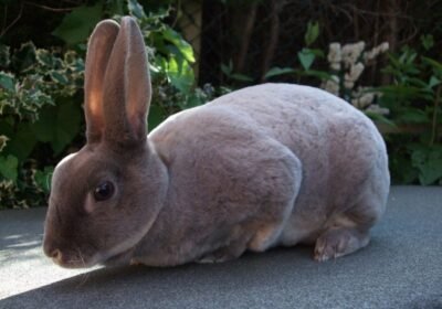 Charming Mini Rex Rabbit For Adoption