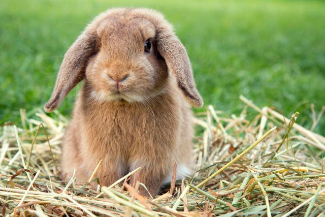 Adorable Dwarf Lop Bunny for Sale – Vaccinated & Ready to Cuddle