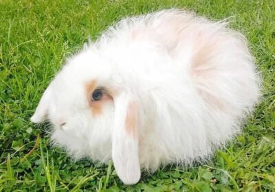 American-Fuzzy-Lop