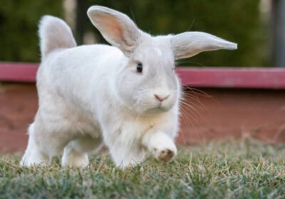 American-Fuzzy-Lop-Rabbit-for-sale-bunnies