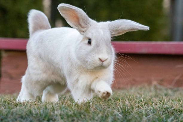 American Fuzzy Lop Rabbit Seeking a Loving Home..!