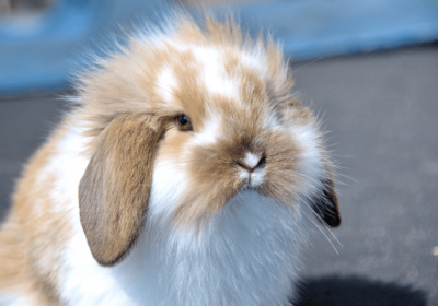 American-Fuzzy-Lop-rabbit