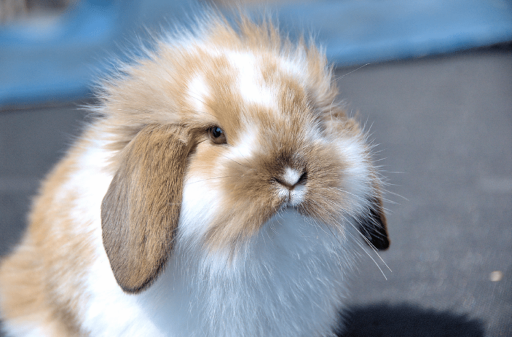 American Fuzzy Lop Rabbit For Sale