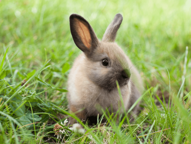 American Sable Bunny For Sale