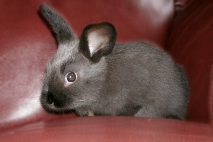 🐰 American Sable Rabbit for Sale – Your Perfect Furry Companion Awaits!