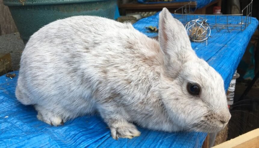 Argente Brun Rabbit For Sale