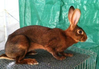 Adorable Belgian Hare Bunny Available for Sale