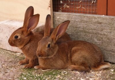 Cute Couple Elegant Belgian Hare Rabbit Seeking Home!