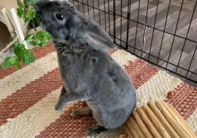 Meet Jeffrey, the Spirited Belgian Hare: Ready for Adoption!