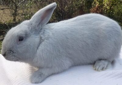 Adorable 6-Month-Old Female Beveren Rabbit Seeking a Loving Home!