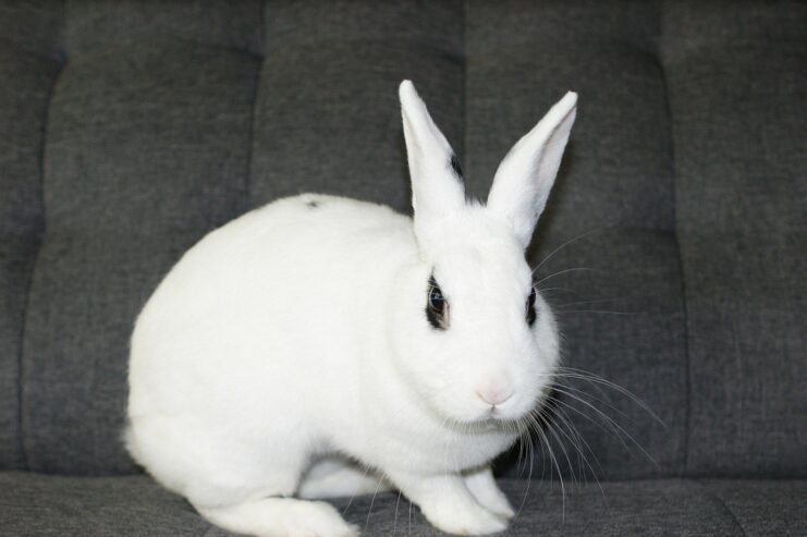Adorable and Friendly 4-Month-Old Male Blanc de Hotot Rabbit for Sale!