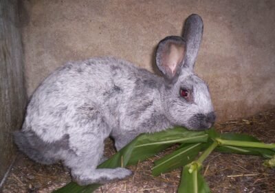 Friendly Two Month Old Male Champagne d’Argent Rabbit for Adoption!