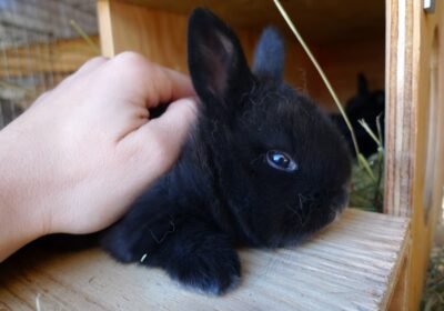 Cute😘Champagne d’Argent Rabbits for Adoption