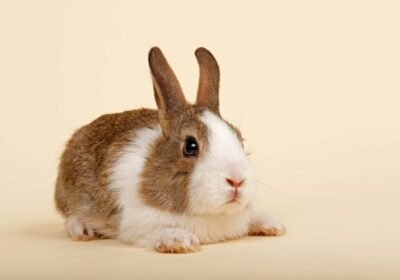 Dutch-rabbit-for-sale-bunnies