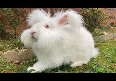 English-Angora-Rabbit