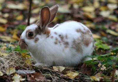 English Spot Rabbit For Sale
