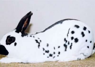 English-Spot-rabbit