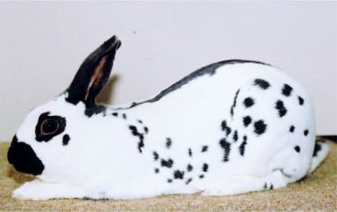 Adopt an Adorable 1-Month-Old English Spot Rabbit!
