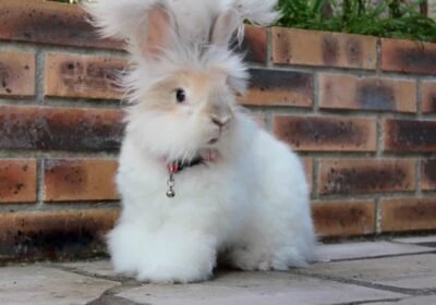 English-angora-rabbit-for-sale-bunnies