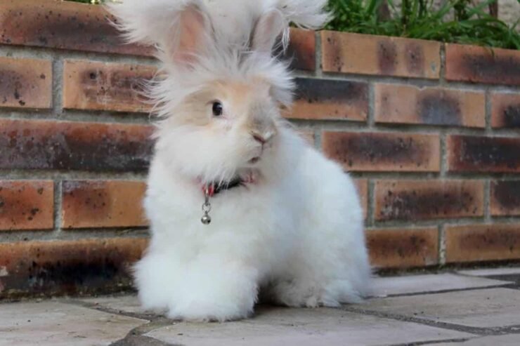 English Angora Rabbits for Sale – Experience Fluffiness Unleashed!