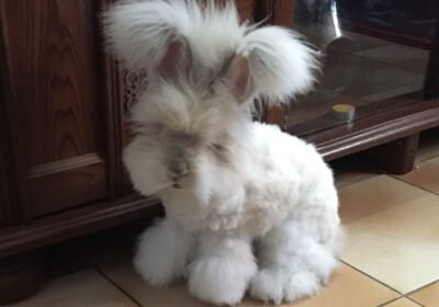 English-angora-rabbit-for-sale-pic