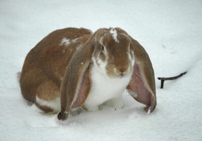 English_Lop_Rabbit