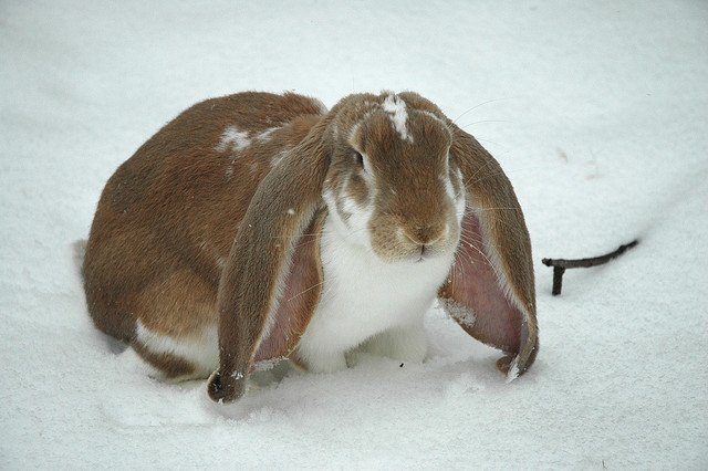 Canadian Plush Lop For Adoption
