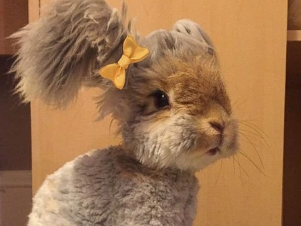 Female English Angora Bunny For Sale…!