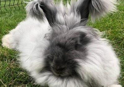 Female-English-Angora-rabbits-for-sale-bunnies