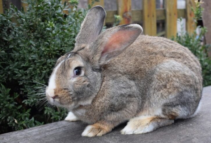Impressive Flemish Giant Rabbit for sale