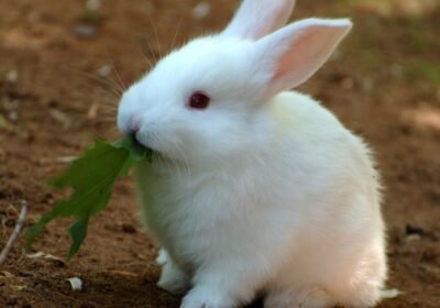 Florida White Rabbit for adopt!!