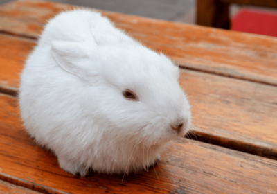 Charming Florida White Rabbit for Sale 🐇”