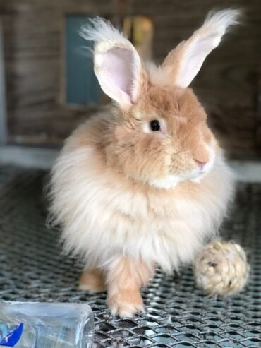 French Angora Rabbit For Sale