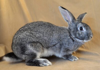 Giant-Chinchilla-Buck-sale-bunnies