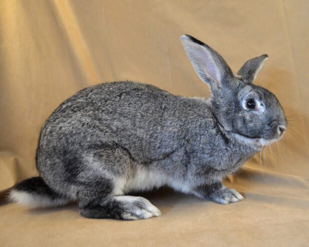 Cute American Chinchilla Rabbit for Sale