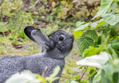 Adorable Giant Chinchilla Rabbit for Adoption ðŸ�°