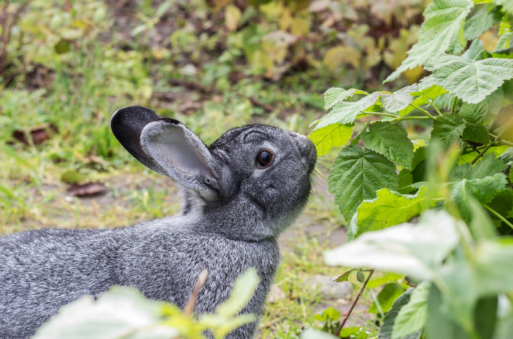 Adorable Giant Chinchilla Rabbit for Adoption 🐰