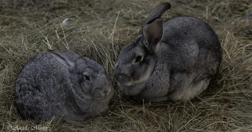Cute couple Giant Chinchilla Rabbits for Sale