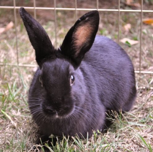 Adopt Black Havana Rabbits – Pure Cuteness Awaits!