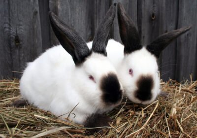 Himalayan Rabbits for Sale – Pure Delight in a Bunnies!