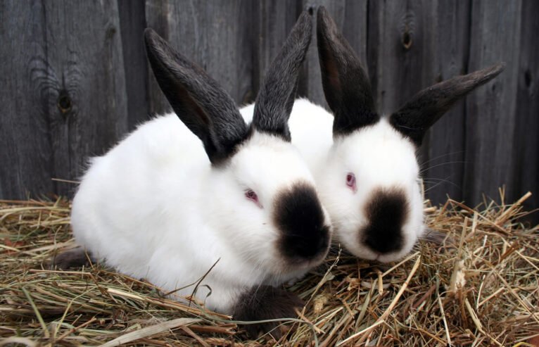 Himalayan Rabbits for Sale – Pure Delight in a Bunnies!