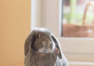 For Sale Holland Lop Rabbit
